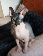 Donsky sphynx – fotka 2