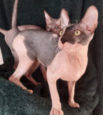 Donsky sphynx – fotka 4
