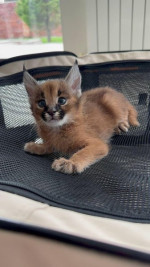 Savannah mačky Serval a Caracal  – fotka 4