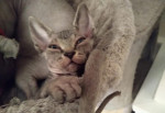 Bezsrsté mačiatka Elf Sphynx, TICA reg. – fotka 2