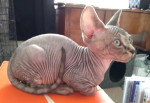 Bezsrsté mačiatka Elf Sphynx, TICA reg. – fotka 3