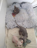 Bezsrsté mačiatka Elf Sphynx, TICA reg. – fotka 4