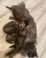 TICA Champion Parent čistokrvný Mainecoons-XL – fotka 3