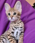 Serval mačiatka na adopciu – fotka 2