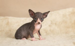 Registrované mačiatka Sphynx  – fotka 2