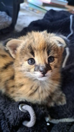 Výnimočný vrh mačiatok Serval a Savannah the caracal – fotka 2