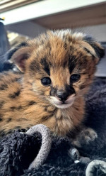 Výnimočný vrh mačiatok Serval a Savannah the caracal – fotka 3