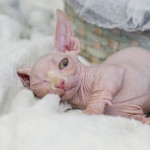 Mačiatka Sphynx sú teraz k dispozícii – fotka 2