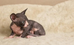 Registrované mačiatka Sphynx – fotka 2