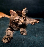 Purebred Maine Coon Kittens – fotka 2