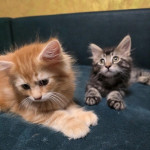 Purebred Maine Coon Kittens – fotka 3