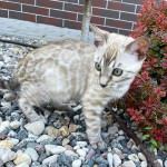 Bengálske mačiatka sú k dispozícii na adopciu – fotka 2