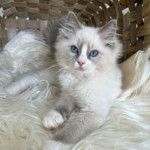 Ragdoll koťátka – fotka 2