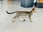 Savanah mačiatka na adopciu – fotka 2