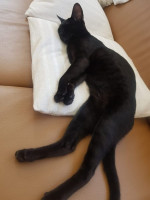 Savanah mačiatka na adopciu – fotka 3