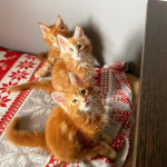 Roztomilé mačiatka Maine Coon – fotka 2