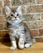 Roztomilé mačiatka Maine Coon – fotka 3