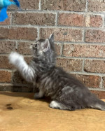 Roztomilé mačiatka Maine Coon – fotka 4