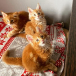Pisicuțe frumoase Maine Coon – fotka 2