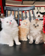 Pisicuțe drăguțe și drăguțe crescute acasă Ragdoll. – fotka 2