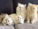 Pisicuțe drăguțe și drăguțe crescute acasă Ragdoll. – fotka 2