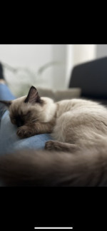 Ragdoll – fotka 2