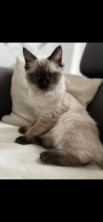 Ragdoll – fotka 3