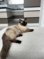 Ragdoll – fotka 4