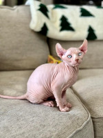 Mačiatka sphynxa k dispozícii – fotka 2