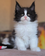 Mačiatka Maine Coon – fotka 2