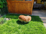 darujem mačiatka – fotka 3