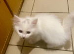 predám biele mačiatka Turecká angora  – fotka 2