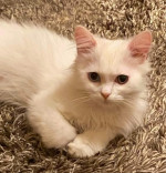 predám biele mačiatka Turecká angora  – fotka 4