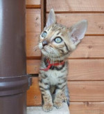 bengal macka bengalska maciatka  – fotka 2