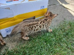 bengal macka bengalska maciatka  – fotka 3