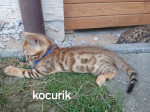 bengal macka bengalska maciatka  – fotka 4