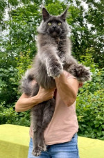 Mačiatka Maine Coon – fotka 2