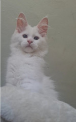 Mačiatka Maine Coon – fotka 3