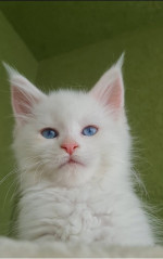 Mačiatka Maine Coon – fotka 4