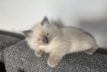 Krásná koťátka plemene Ragdoll – fotka 2